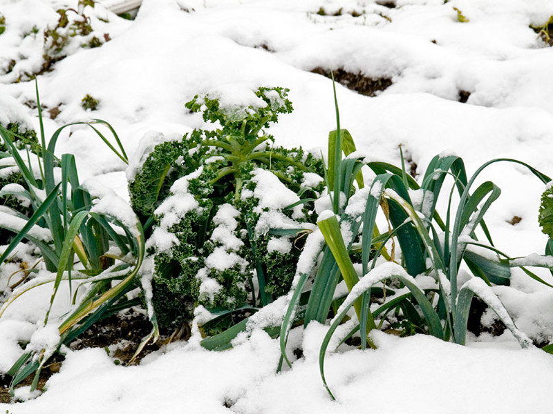 Piante inverno
