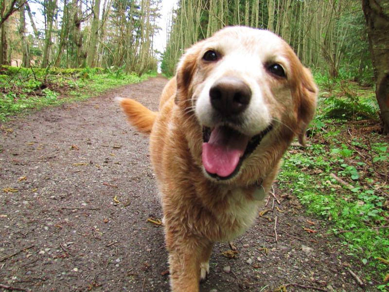 8 consigli per un giardino a misura di cani