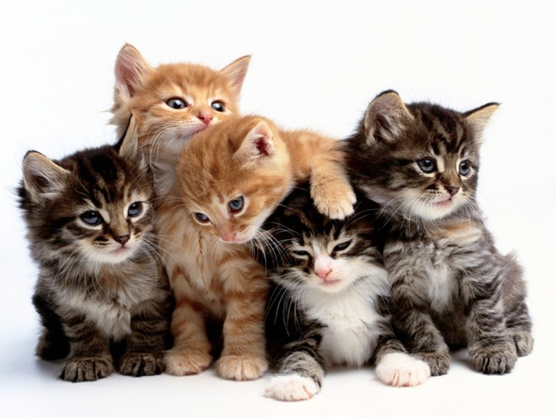 Gatti