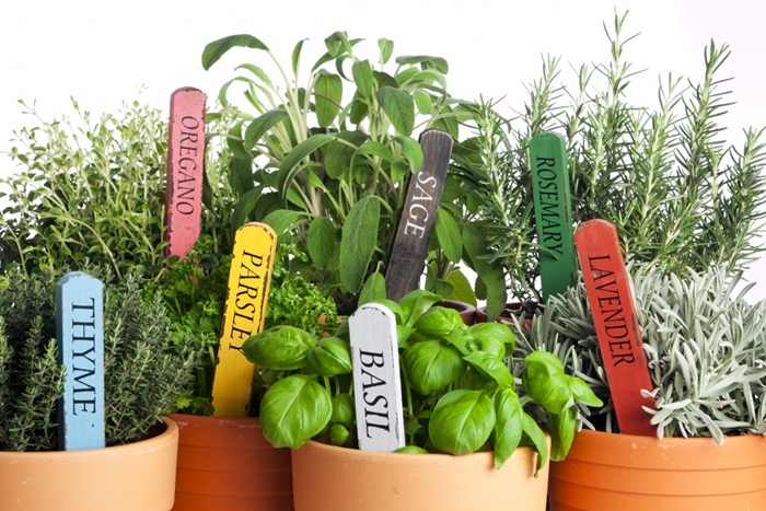 Quiz erbe aromatiche