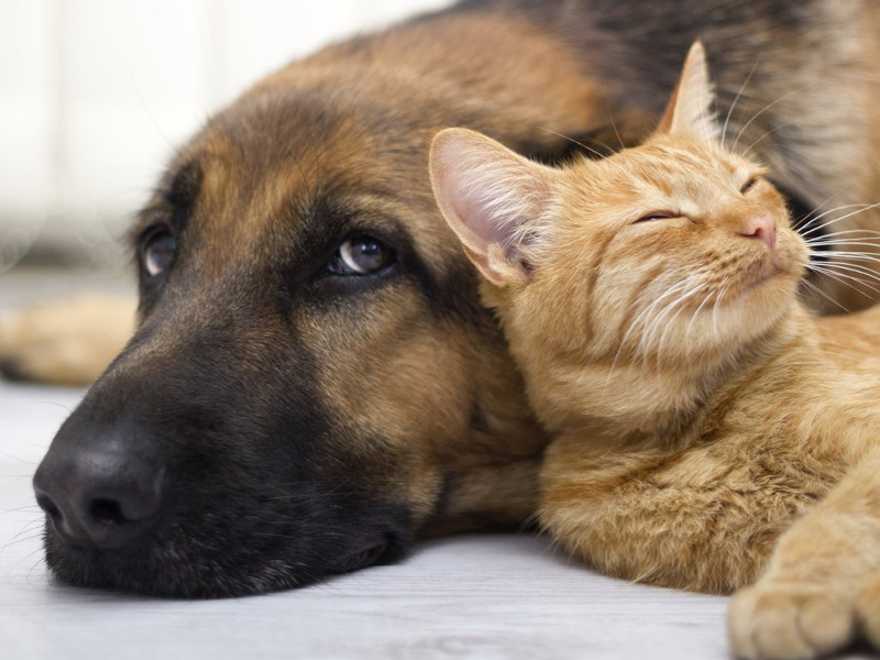 I buoni motivi per sterilizzare cane e gatto