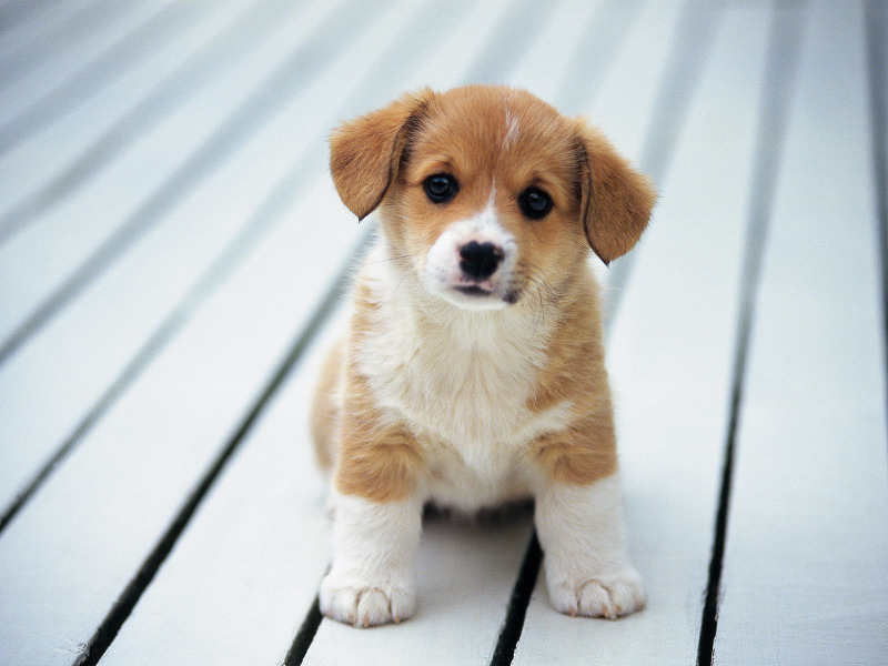 10 buone ragioni per cui non regalare un cucciolo a Natale