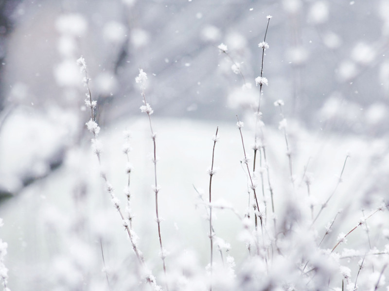 Come proteggere le piante dal freddo