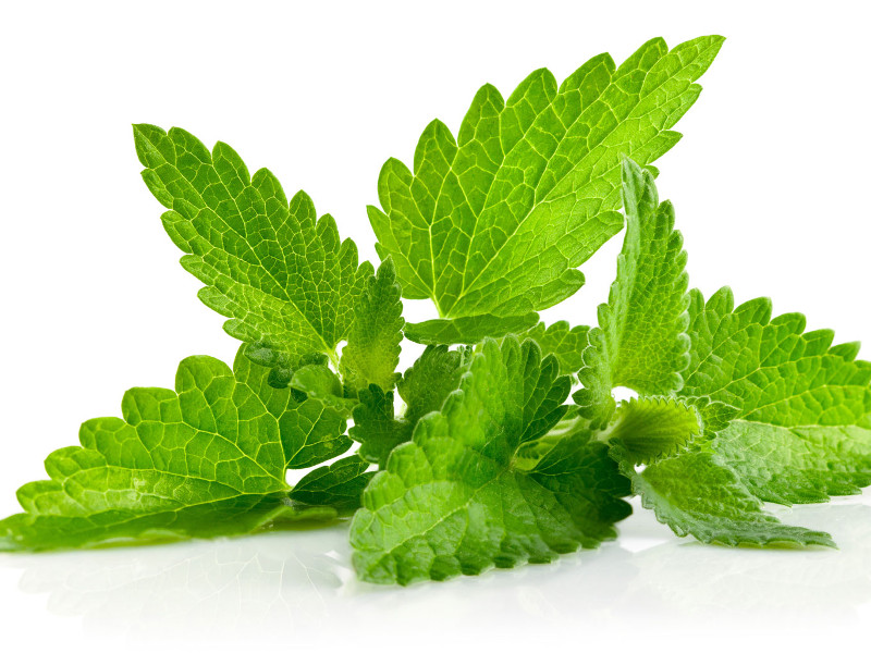 Menta coltivare