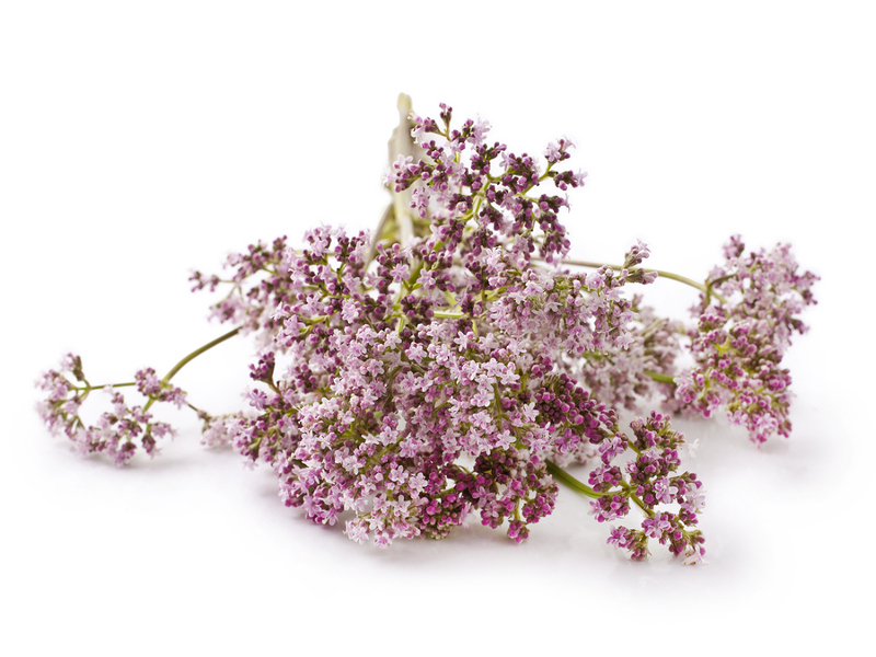 Valeriana
