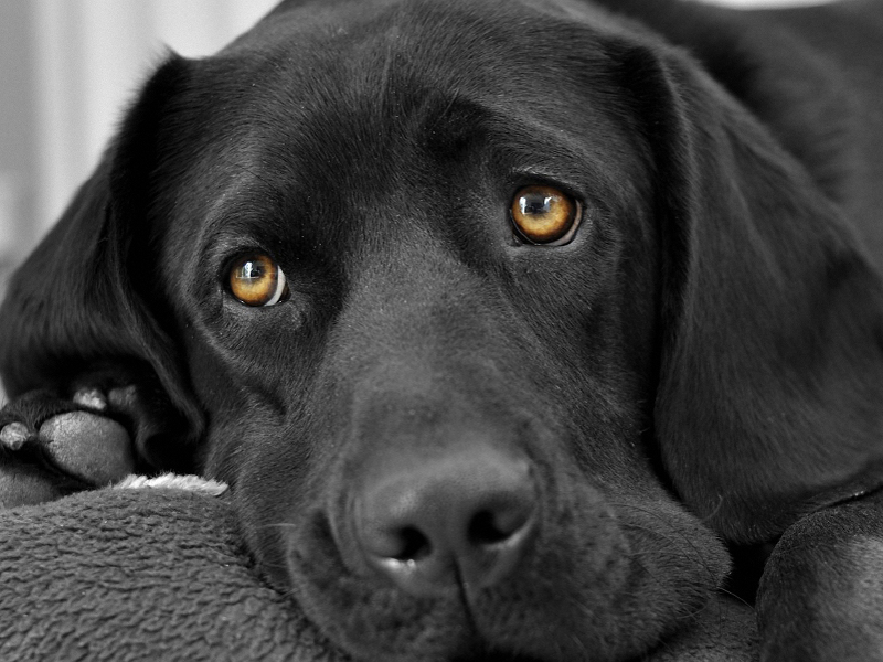 Come pulire gli occhi al cane