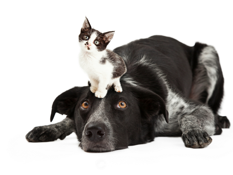 Come realizzare un repellente naturale per cani e gatti