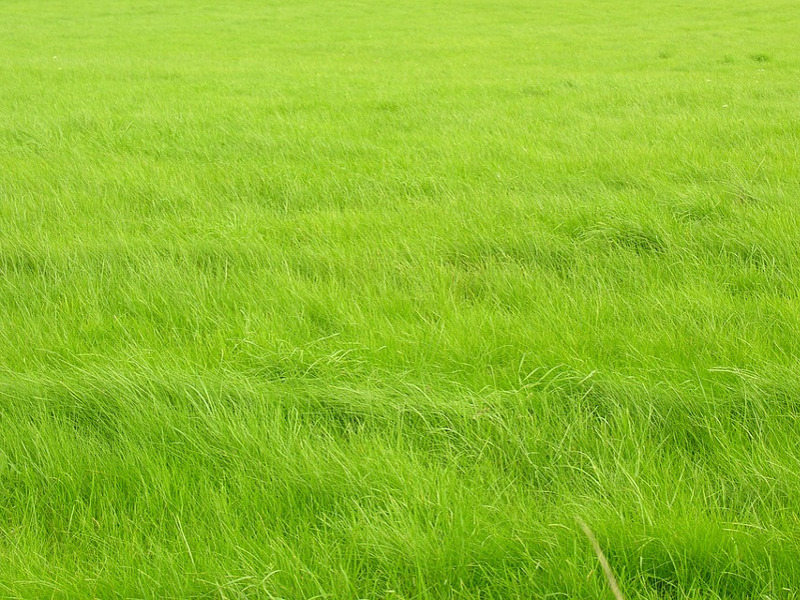 Erba