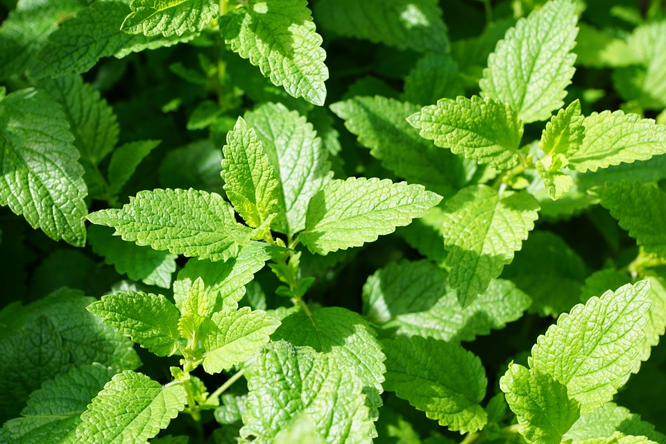 menta