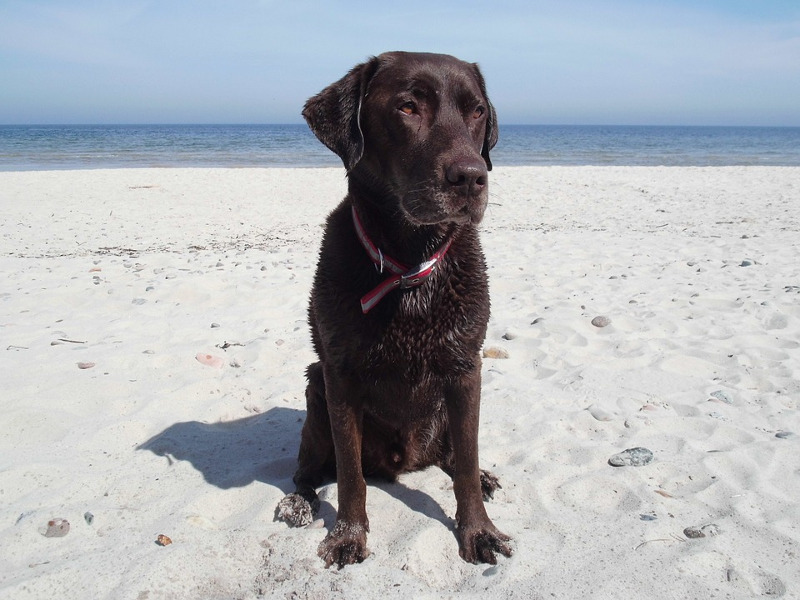 Spiaggia cane