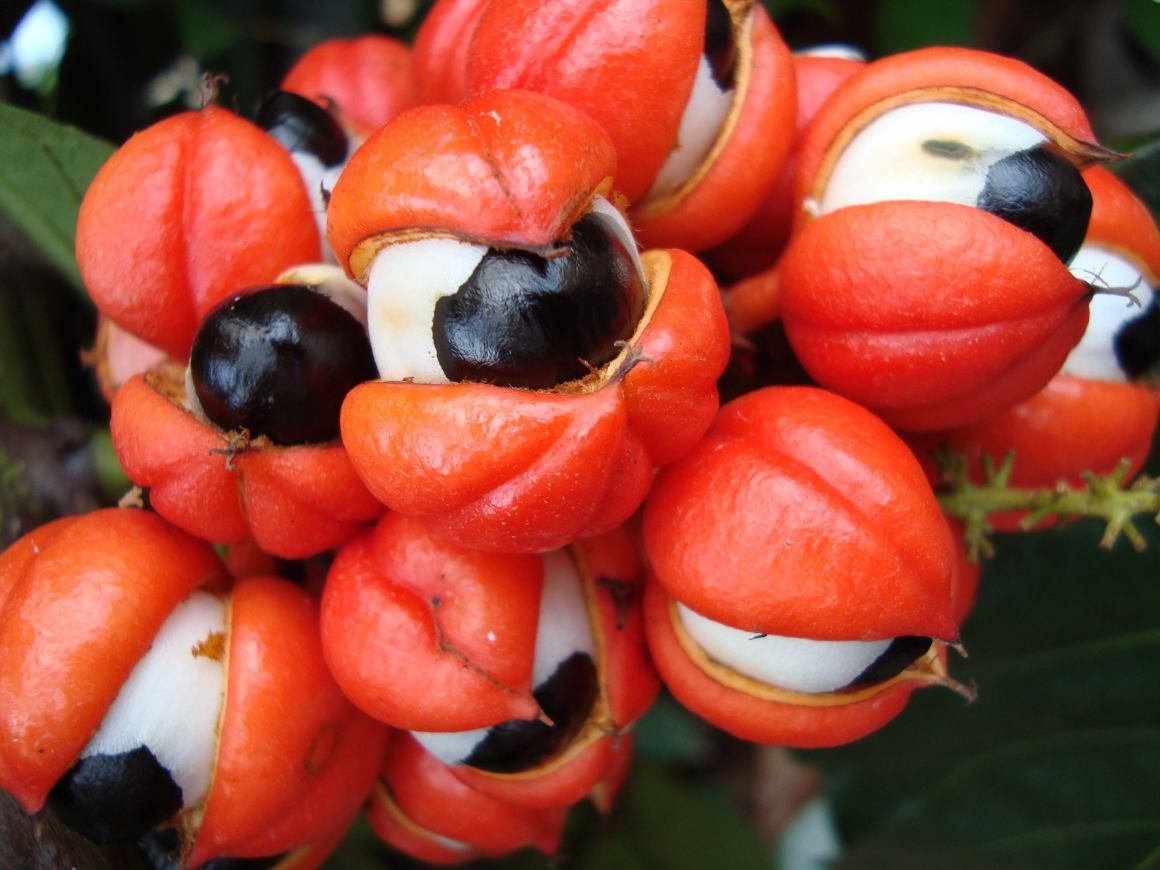 benefici del guaranà