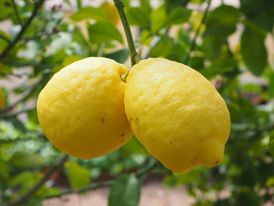 Come coltivare i limoni: una guida utile