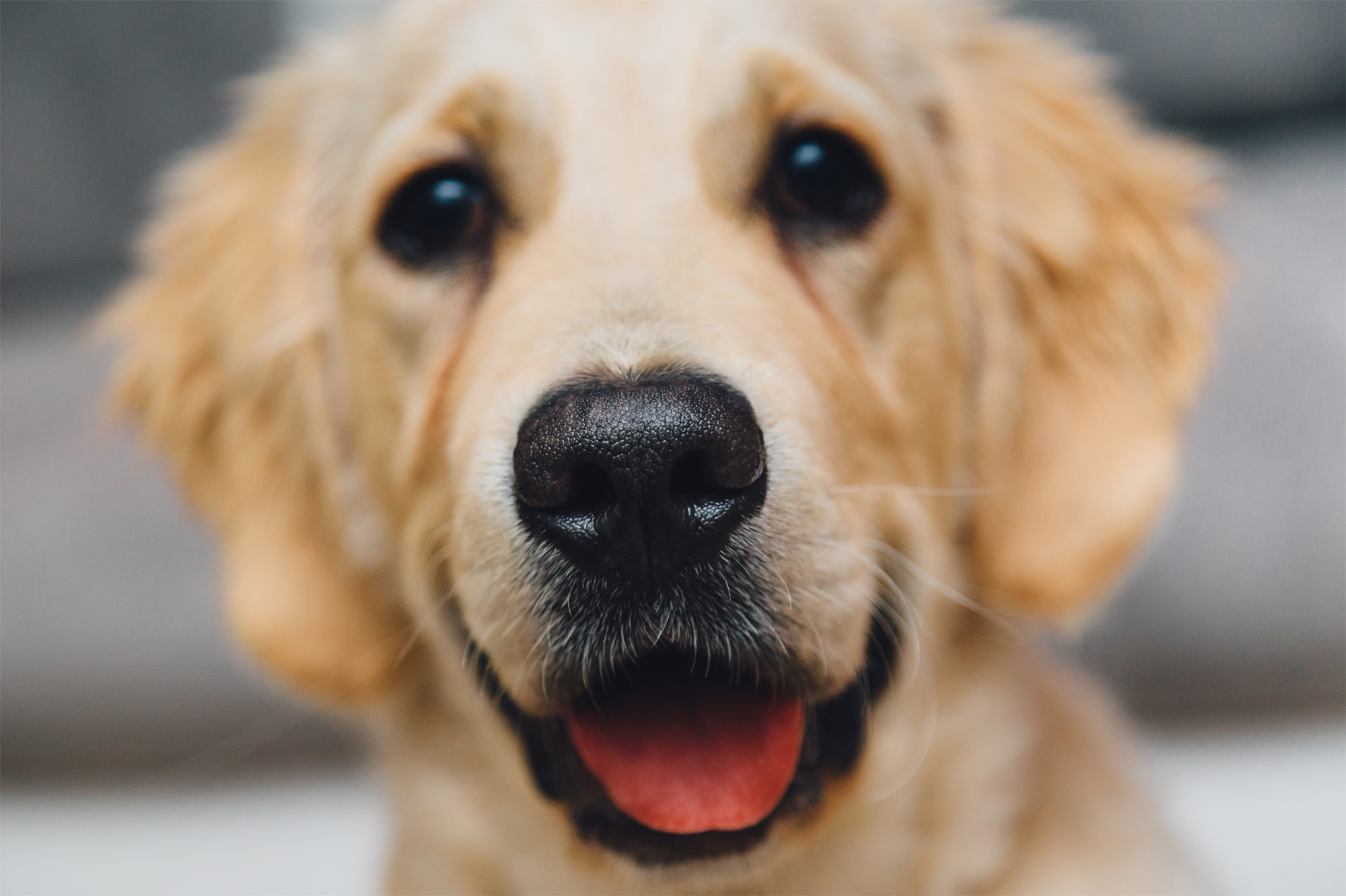 La Pet Therapy: i benefici per la salute della terapia con gli animali