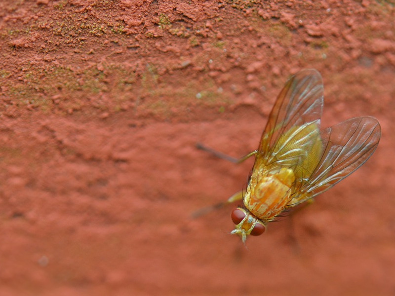 Come allontanare i moscerini da casa