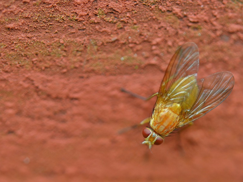 Moscerino