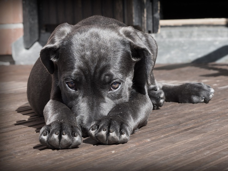 Come pulire le zampe al cane