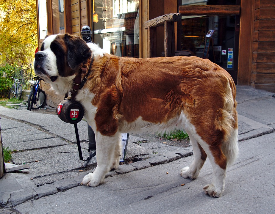 20 razze di cani più grandi del mondo