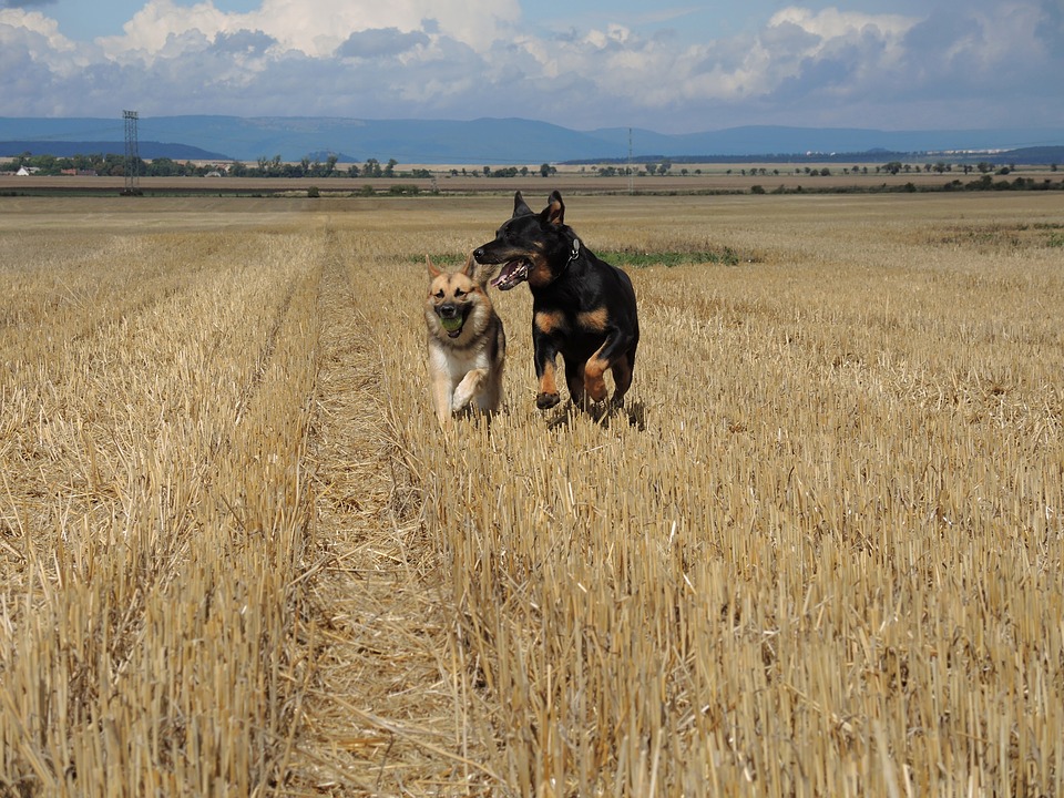 cani grandi