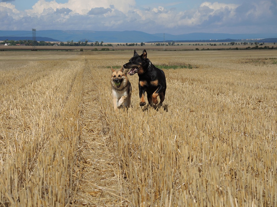 Quale razza di cane grande preferisci? [TEST]