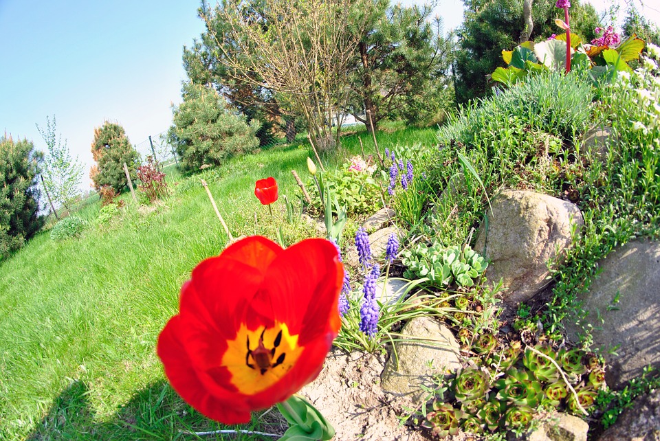 10 piante da giardino roccioso