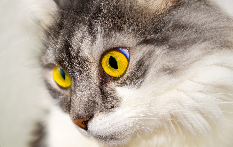 Come togliere l’odore di pipì di gatto dalle superfici: dal tappeto al divano fino al pavimento