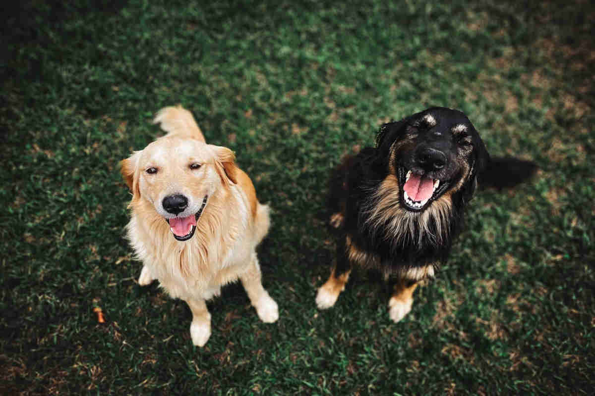 Igienizzare e pulire le zampe dei cani