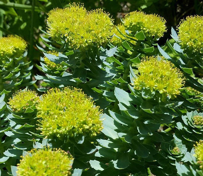rodiola benefici