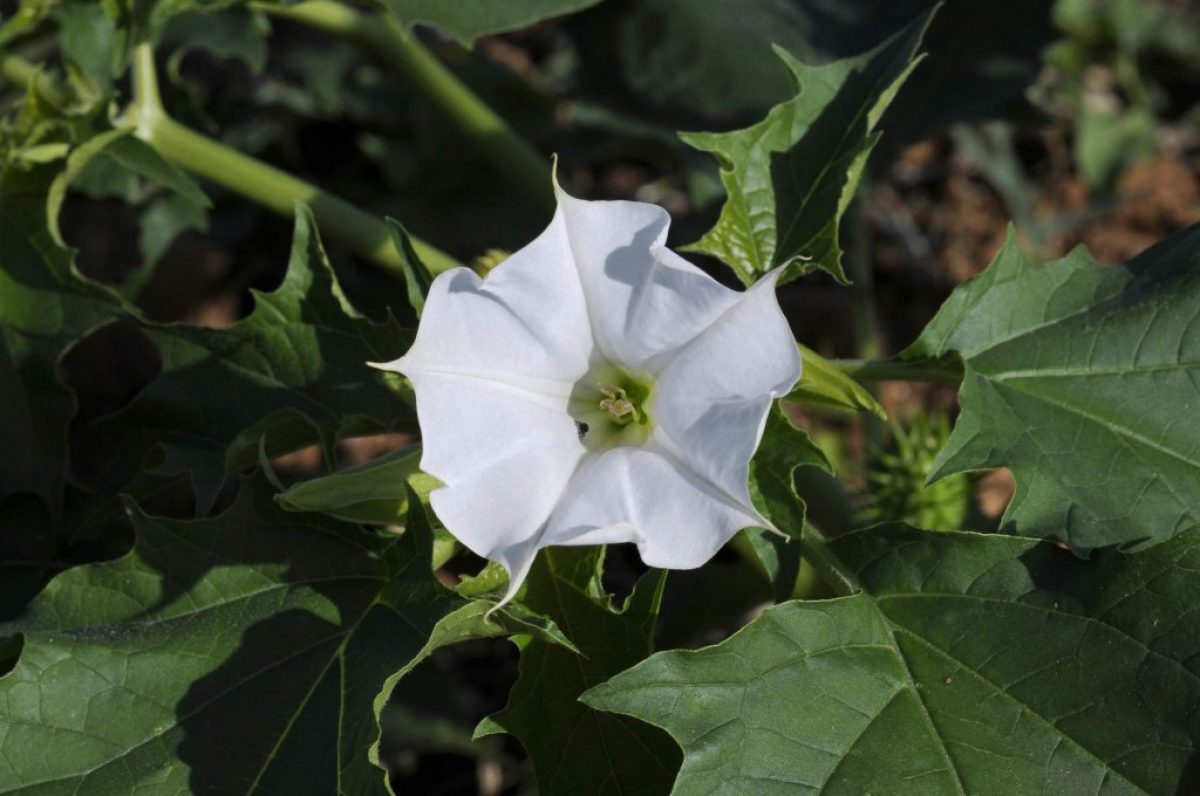 Piante Velenose Mortali Per L'uomo gararson