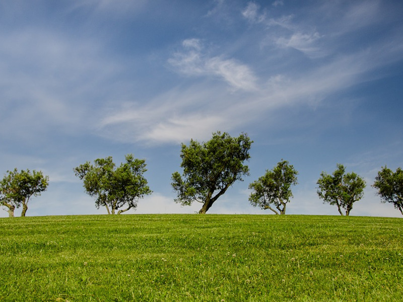 Come potare gli alberi