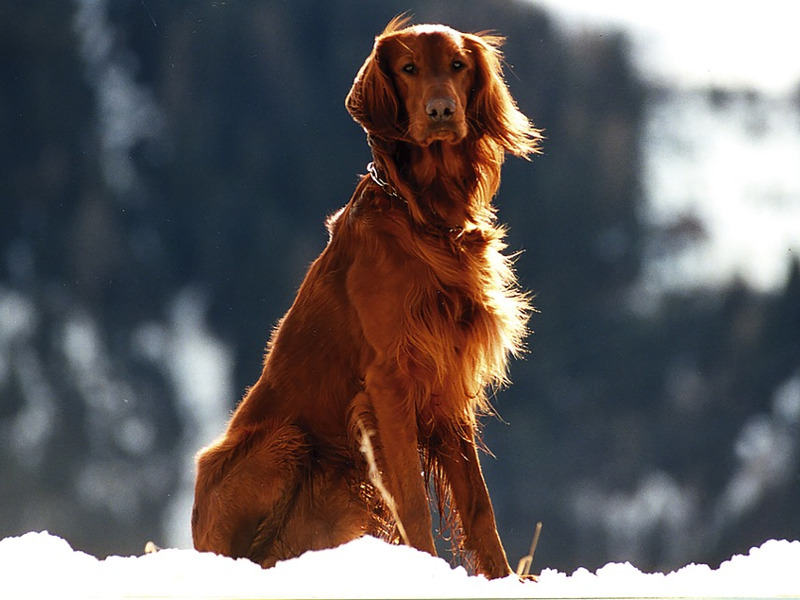 Come spazzolare il pelo del cane