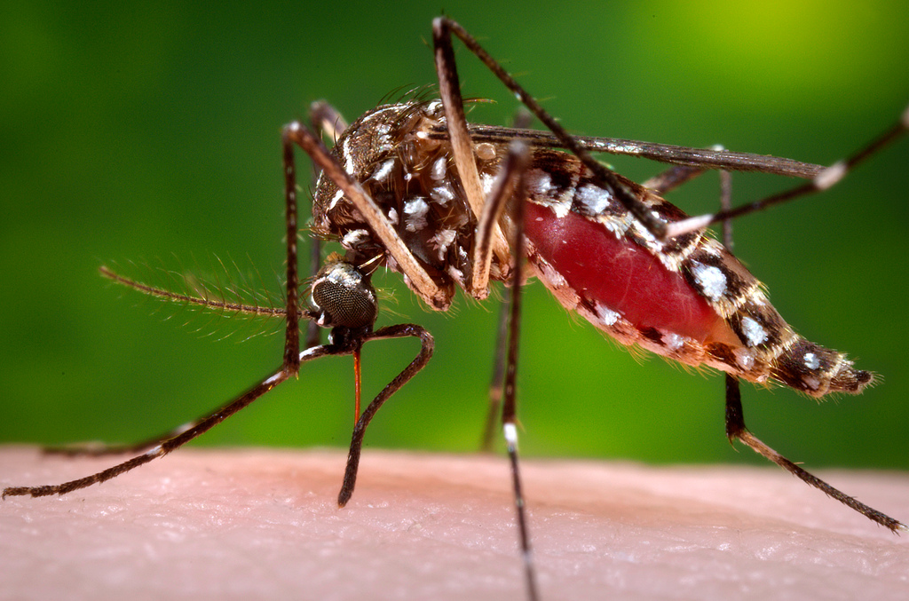 Malattie tropicali: prevenzione, sintomi e cure