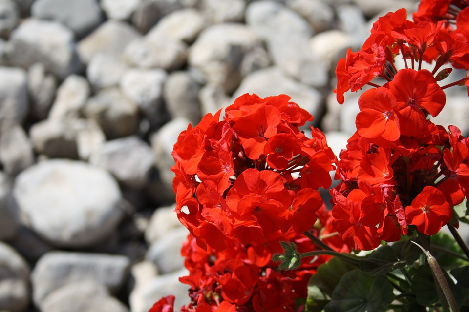 luglio