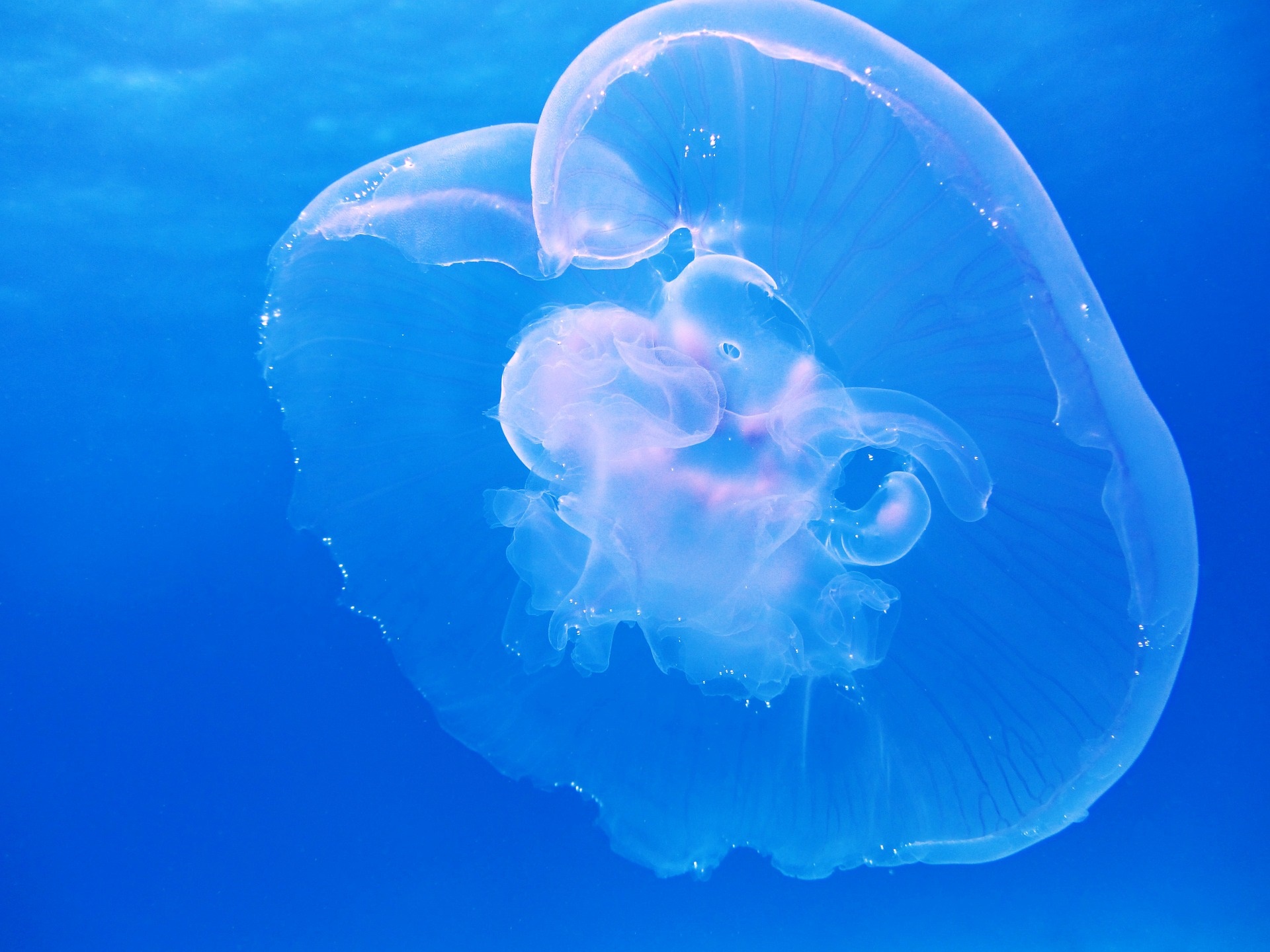 Puntura di medusa durante la gravidanza: rimedi e cosa fare