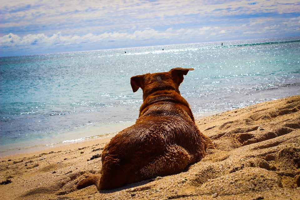 Vacanze con gli animali domestici: tutto quello che bisogna sapere