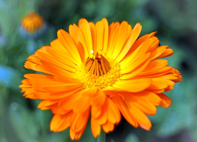 Calendula: proprietà e usi cosmetici