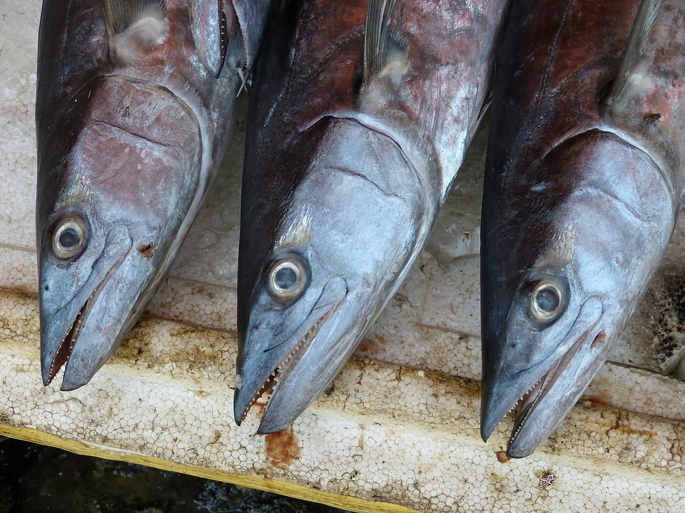 Come eliminare l’odore di pesce in casa