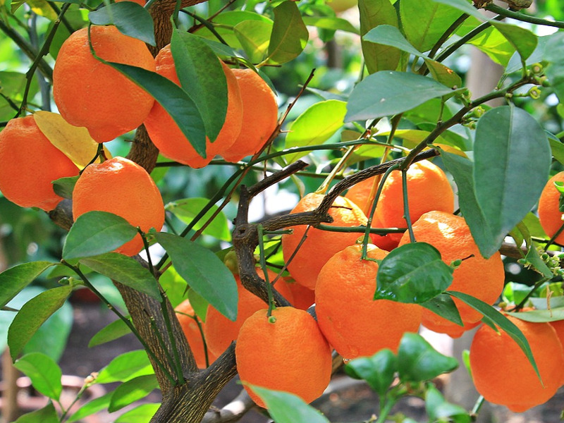 Come concimare le piante da frutto