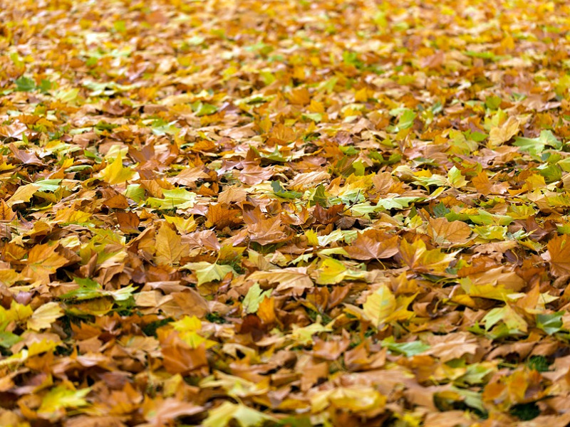 Foliage in Italia: i luoghi magici della caduta delle foglie