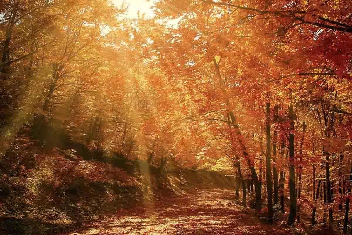 Foliage: cos’è e le destinazioni per vederlo nel mondo