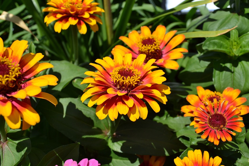 fiori autunnali