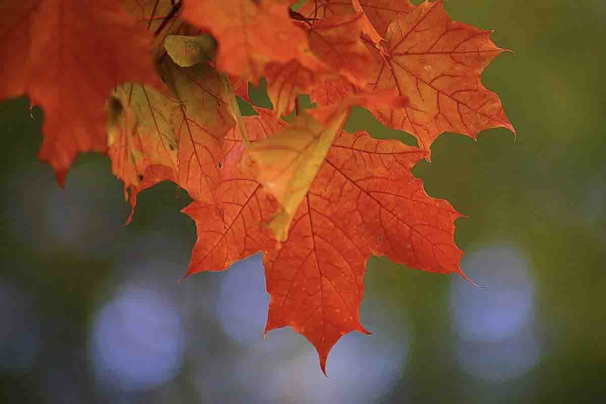 Foliage in Italia: i luoghi magici della caduta delle foglie