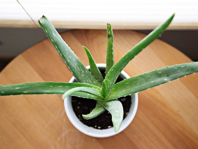 Come coltivare l’aloe vera in casa