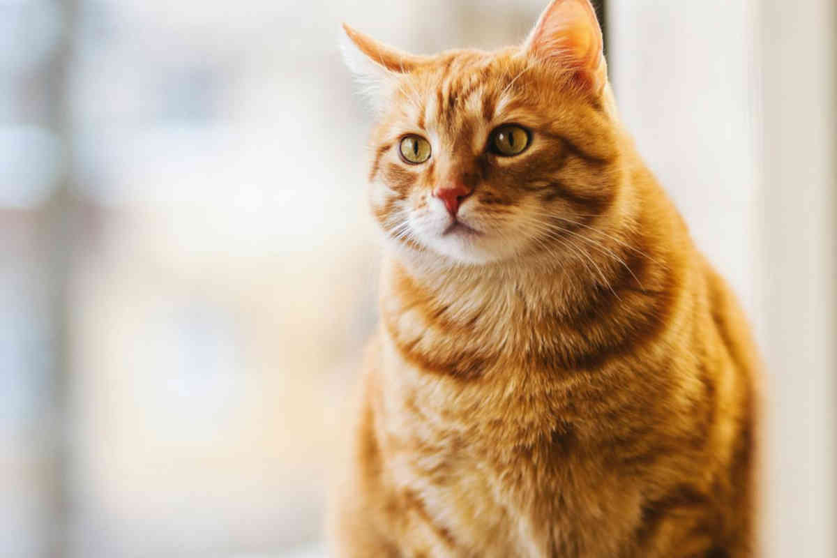 Gatto da abituare alla lettiera