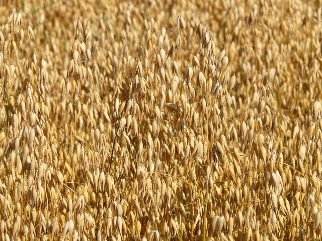 avena carboidrati