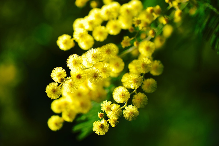 Come coltivare le mimose in casa