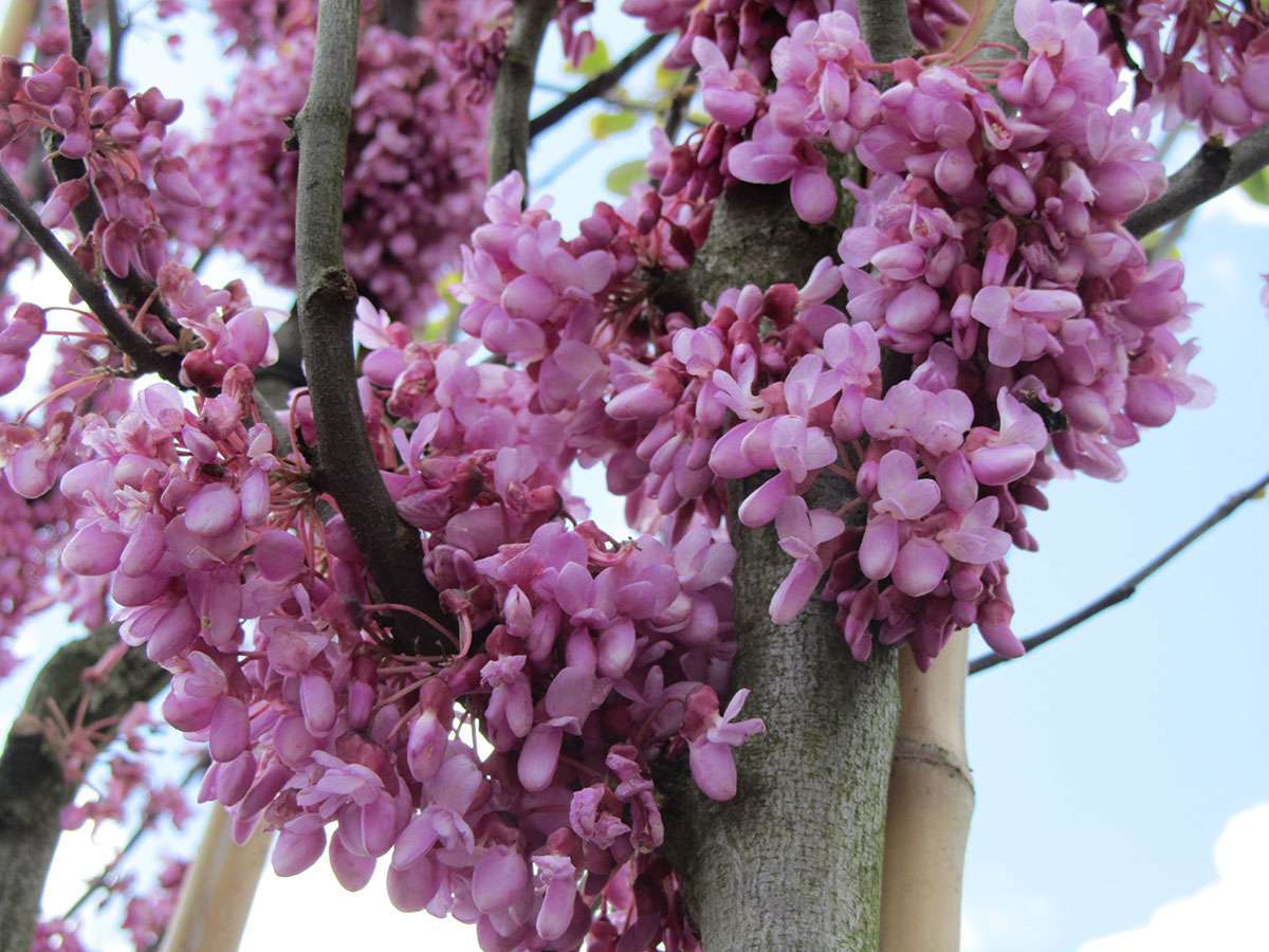 Alberi da fiore resistenti al freddo: i tipi più belli [FOTO]