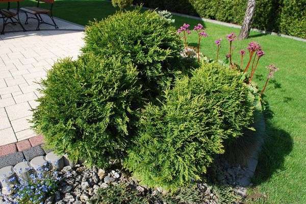 Come realizzare un giardino roccioso: piante, pietre e consigli [FOTO]