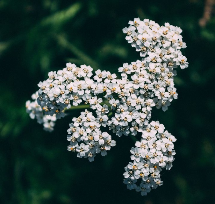 Achillea millefoglie dimagrante? Usi e consigli