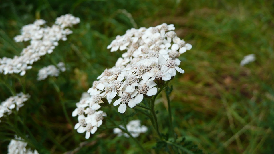 Achillea: proprietà e controindicazioni