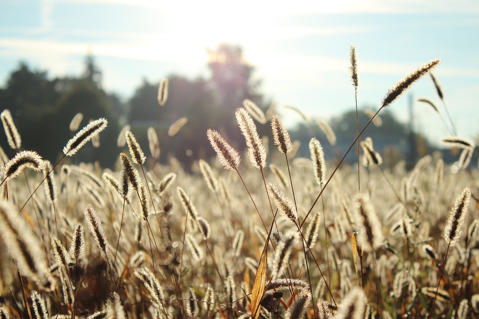 Allergia alle graminacee: sintomi, cura e alimenti da evitare